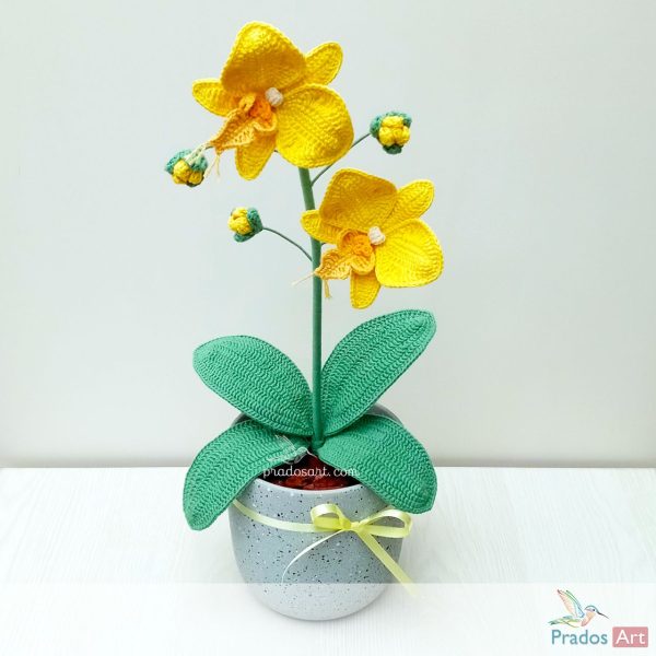 Orquídea Sol Radiante